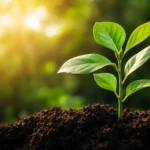 Tarbiyah plant image - Quranic Tarbiyah