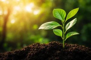 Tarbiyah plant image - Quranic Tarbiyah